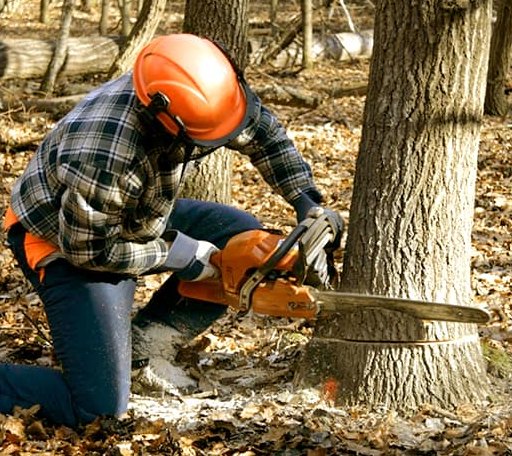 Tree Removal in Hyde, PA